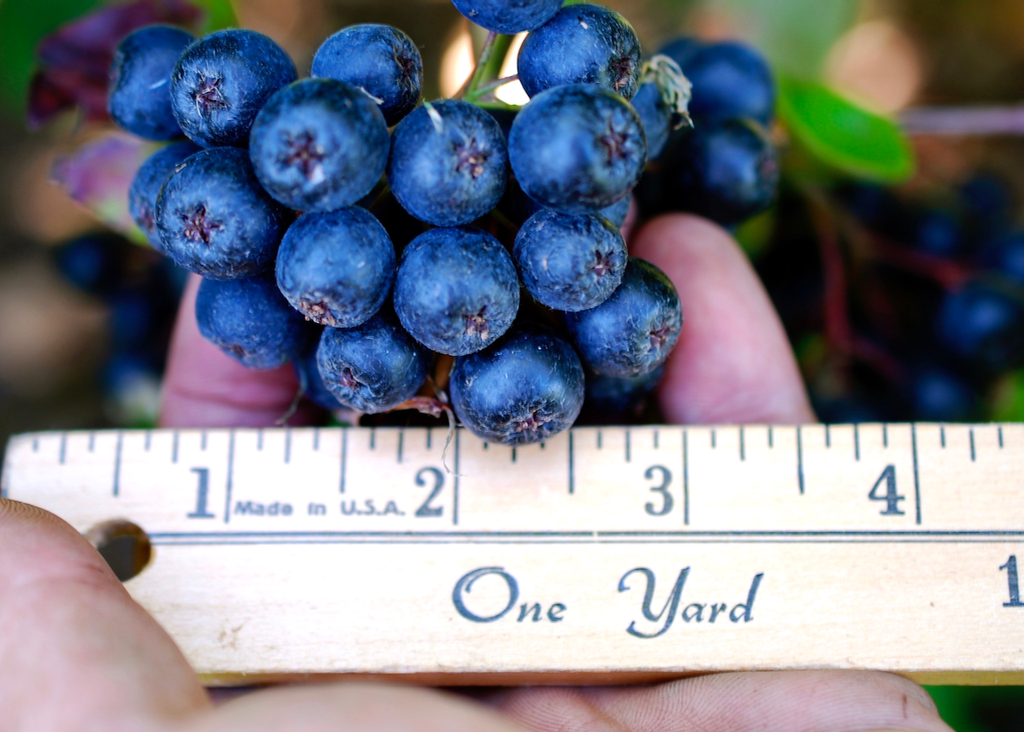 Aronia. Aronia Berries. Superberry. Healthy. Haskap. Honeyberry. Oregon Berries. Mt. Hope Farms. 