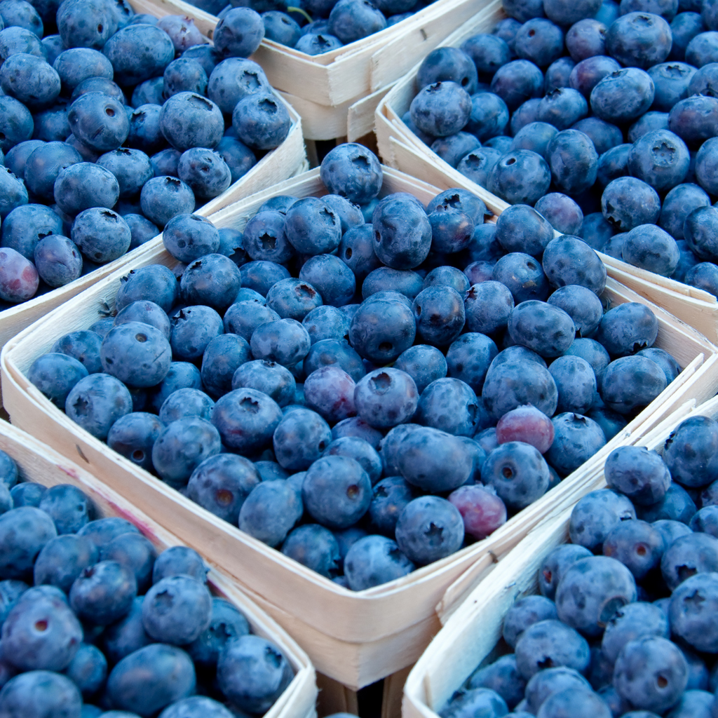 Oregon Blueberries, Fresh Oregon Blueberries, Organic Blueberries